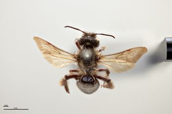 Media type: image;   Entomology 771214 Aspect: habitus dorsal view
